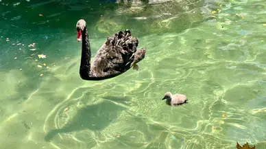 Kuğulu Park'ta 4 Yeni Yavru Dünyaya Geldi, Kuğu Sayısı 18 Oldu