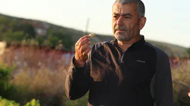 Evliya Çelebi'nin övdüğü Ayaş dutunda hasat sezonu başladı