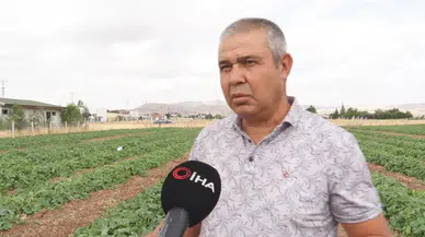 Çubuk Turşusunda Hasat Başladı: Üreticiler Sıcakta Mesai Yapıyor