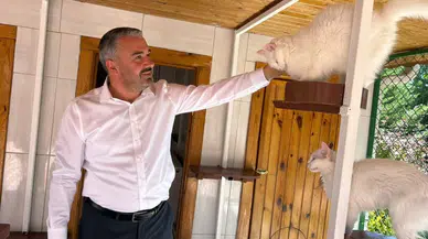 Ankara kedileri 27 ülkeden 7/24 canlı izleniyor