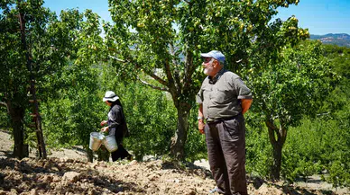 Çubuk'ta Yaz Armudu Hasadı Başladı: 200 Ton Rekolte Bekleniyor
