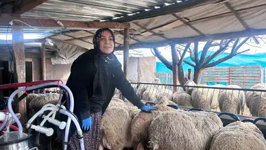 Ankara’da Şehir Hayatını Bıraktı: Kadın Girişimci Fransız Lacaune Koyunları Yetiştiriyor