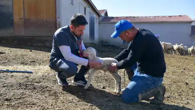 Çiftçilerin Veteriner Giderleri Karşılanacak