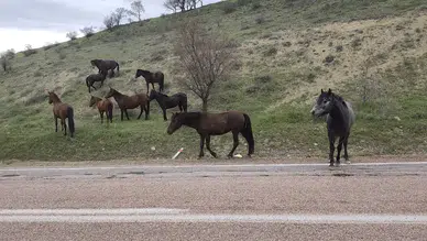 Beypazarı’nda Yılkı Atları Doğal Ortamlarında Görüntülendi
