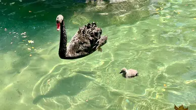 Kuğulu Park'ta 4 Yeni Yavru Dünyaya Geldi, Kuğu Sayısı 18 Oldu