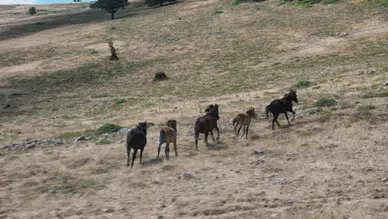 Kızılcahamam'da Yılkı Atları Yaylalarda Görüntülendi