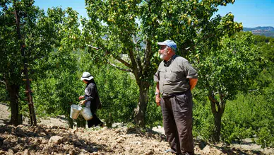 Çubuk'ta Yaz Armudu Hasadı Başladı: 200 Ton Rekolte Bekleniyor