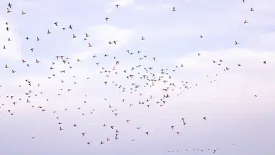 Ankara Sincan'da Binlerce Sığırcık Kuşu Gökyüzünü Kapladı