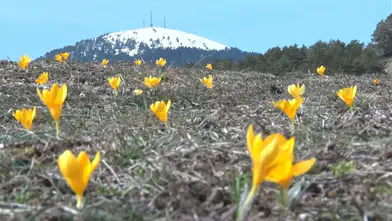 Kızılcahamam Salın Yaylası'nda Çiğdemler Renk Cümbüşü Yarattı