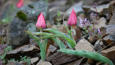 Kızılcahamam’da Yılda Sadece 15 Gün Açan Dağ Laleleri Görsel Şölen Sunuyor