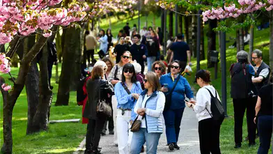 Dikmen Vadisi’nde Sakura Ağaçları Çiçek Açtı