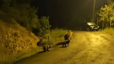 Kızılcahamam’da anne ayı ve yavruları kameraya yansıdı