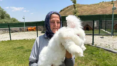 Elmadağ'da Ankara Tavşanları Üretiliyor