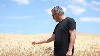 Pursaklar Belediyesi'nden Bereketli Hasat: Buğday ve Nohut Toplandı
