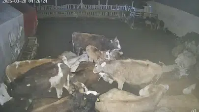 Hayvanlar Telef Oldu