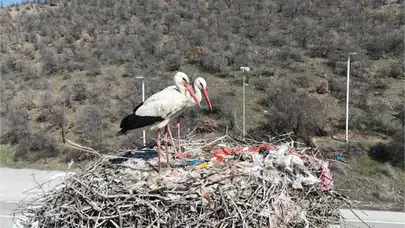 Baharın Habercisi Leylekler Ankara’ya Geldi