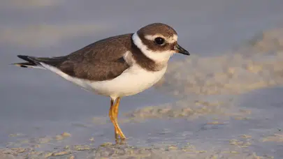 Göçmen Kuşların Uğrak Noktası Türkiye: 2025'te 179 Türden 34 Bin 360 Kuş Halkalandı