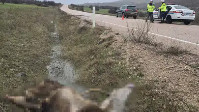 Ankara’da araç geyiğe çarptı: Hayvan telef oldu