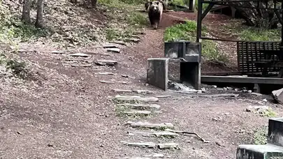 Soğuksu Milli Parkı’nda Ayı Ailesi Kamerada