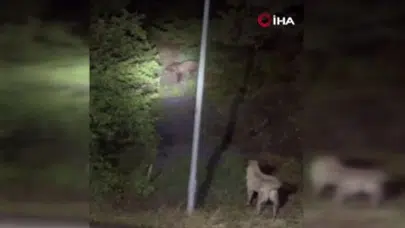 Kızılcahamam’da Ayılar ve Sokak Köpekleri Karşı Karşıya Geldi