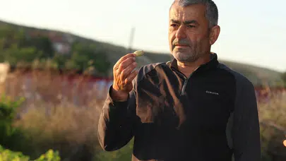 Evliya Çelebi'nin övdüğü Ayaş dutunda hasat sezonu başladı