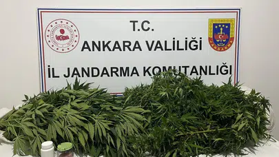 Ankara'da Narkotik Operasyonu: 150 Kök Kenevir Ele Geçirildi