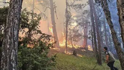 Nallıhan'da Orman Yangını Havadan ve Karadan Söndürüldü