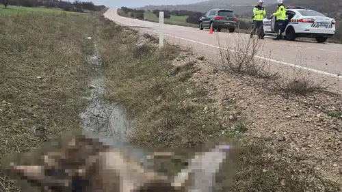 Ankara’da araç geyiğe çarptı: Hayvan telef oldu