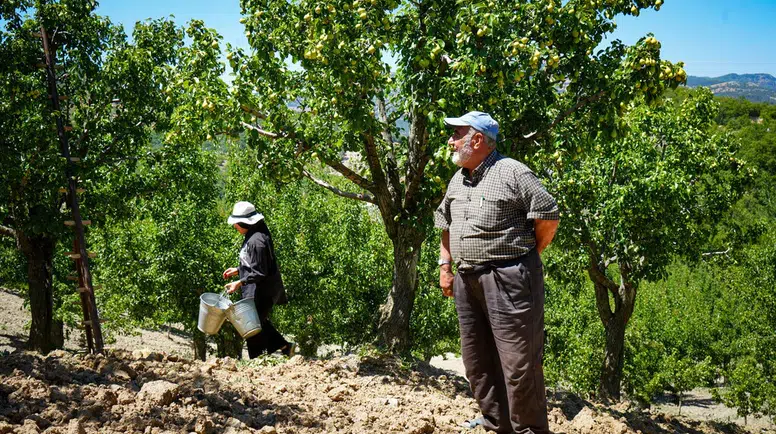 Çubuk'ta Yaz Armudu Hasadı Başladı: 200 Ton Rekolte Bekleniyor