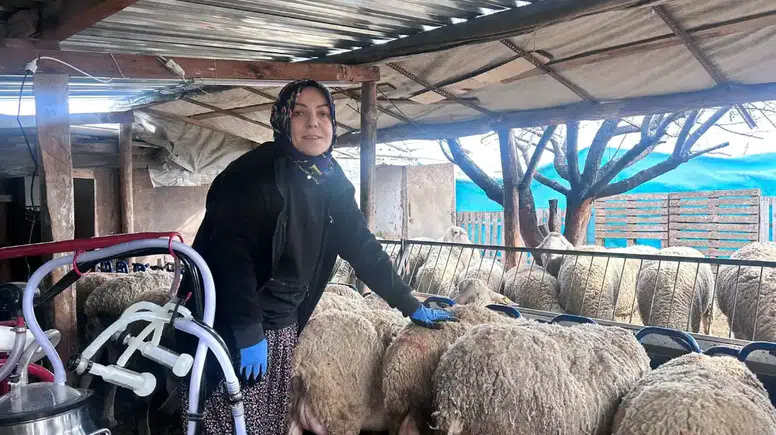 Ankara’da Şehir Hayatını Bıraktı: Kadın Girişimci Fransız Lacaune Koyunları Yetiştiriyor