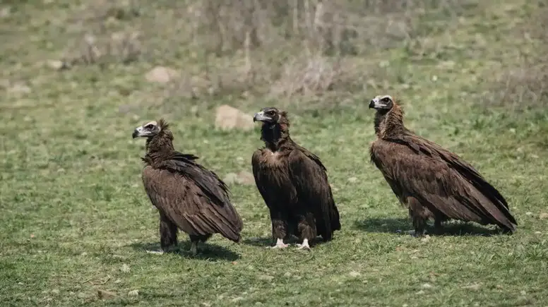 Kızılcahamam’da Nadir Görüntü: Kara Akbaba Sürüsü Objektife Yansıdı