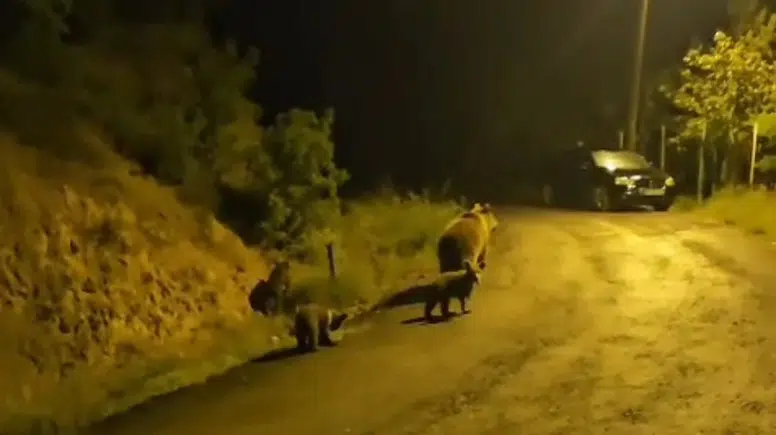 Kızılcahamam’da anne ayı ve yavruları kameraya yansıdı