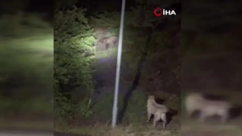 Kızılcahamam’da Ayılar ve Sokak Köpekleri Karşı Karşıya Geldi